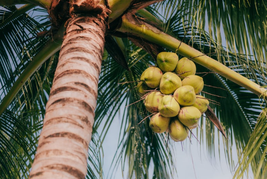 Origines et Histoire de l’Huile de Coco